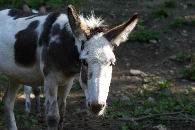 grossesel.de Bilder Esel weltweit