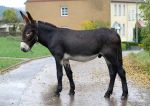 Finistere Bibane