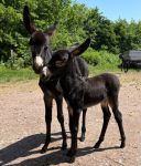 Qabas und Qilin